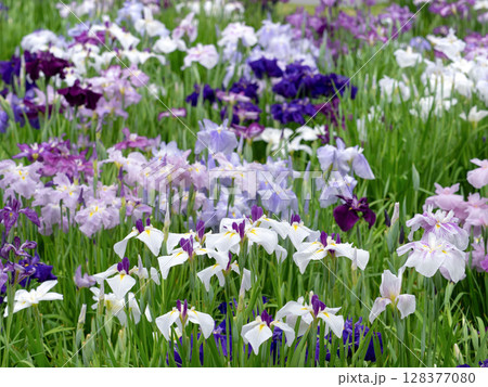 満開のハナショウブ 128377080