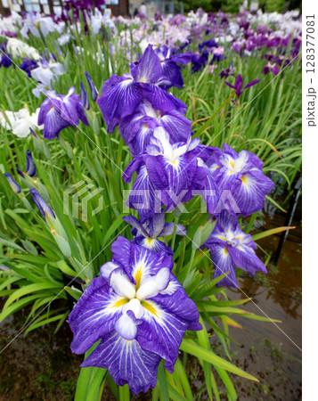 満開のハナショウブ 満開のハナショウブ 128377081