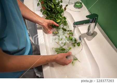 Man washes Dischidia Ovata plant with warm water and soap in sink to clean dust stuck to leaves Man washes Dischidia Ovata plant with warm water and soap in sink to clean dust stuck to leaves 128377263