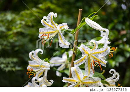 埼玉県所沢市　多聞院ヤマユリ 128377356