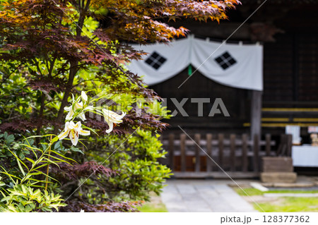 埼玉県所沢市　多聞院ヤマユリ 128377362