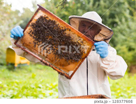 Senior apiarist holding hive frame Senior apiarist holding hive frame 128377608