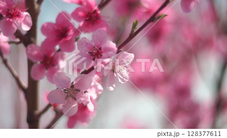 Cherry Blossom Flowers Branch Spring - Close-up shot of a branch with delicate pink cherry blossoms blooming in spring. 128377611