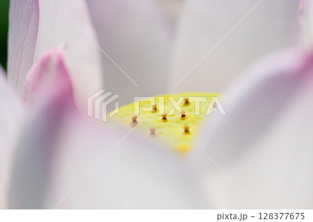 花びらの奥に隠れた蓮の芯 128377675