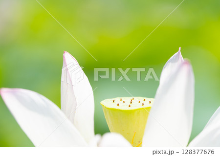 白い花びらに囲まれた蓮の芯 128377676