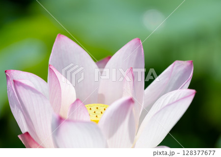 蓮の芯と優雅に広がる花びら 128377677