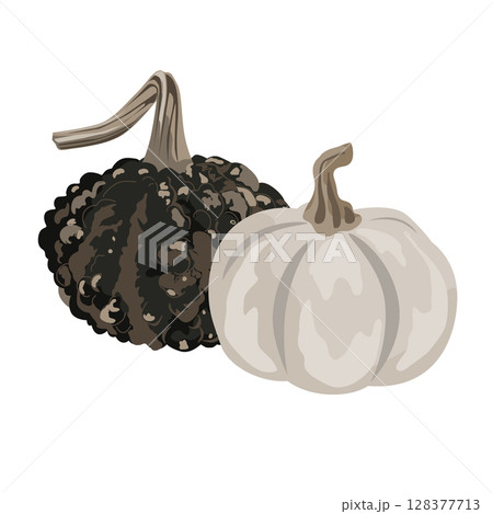 Funny small decorative pimpled pumpkin and whit acorn squash composition isolated on white. Cute gourds vector drawing illustration. 128377713