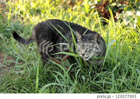 広場で遊ぶとら猫 広場で遊ぶとら猫 128377801