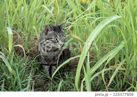 広場で遊ぶとら猫 広場で遊ぶとら猫 128377808