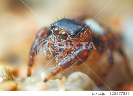 Jumping spider eyes, close up portrait of juping spider - Evarcha falcata 128377825