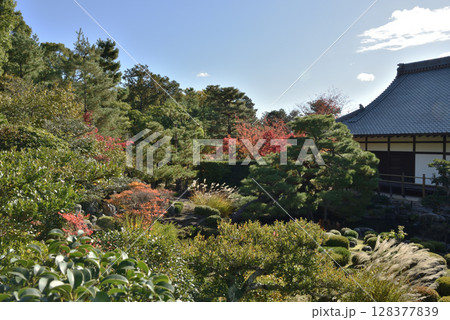 秋の等持院 芙蓉池と方丈(京都市北区) 秋の等持院 芙蓉池と方丈(京都市北区) 128377839