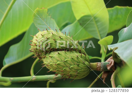 ホオノキの実 夏 ホオノキの実 夏 128377850