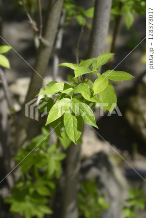 European bladdernut 128378017