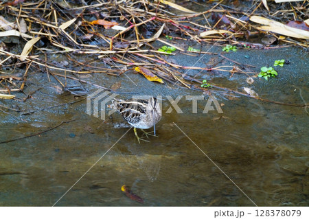 正面を向いているタシギ 128378079