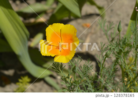 Golden poppy flower Golden poppy flower 128378165