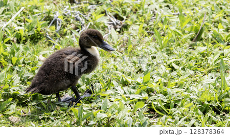 Duckling Exploring Lush Greenery in a Sunny Environment 128378364