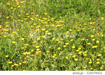 山間の草原に咲く草花 山間の草原に咲く草花 128378422