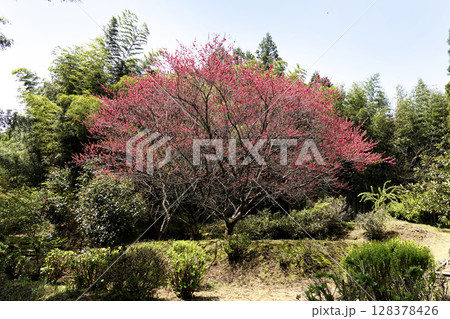 春の日差しを浴びて赤い花を付けた山里の花桃 春の日差しを浴びて赤い花を付けた山里の花桃 128378426
