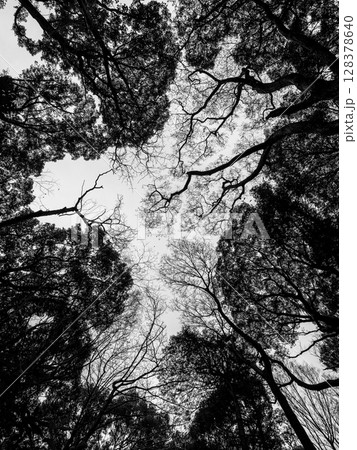 冬枯れの木のシルエット 128378640