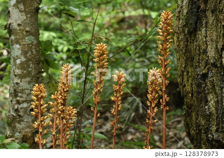 六甲の山の林床で見た茶色の花径に黄褐色の花をつけたグロテスクなオニノヤガラの群生 128378973