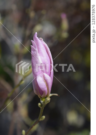 Magnolia George Henry Kern 128378976