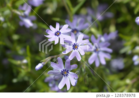 Creeping Phlox Fabulous Blue Dark Centre Creeping Phlox Fabulous Blue Dark Centre 128378978