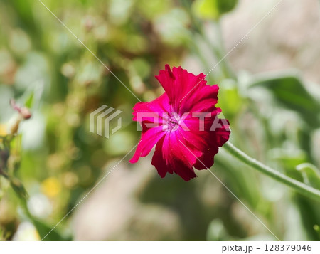 スイセンノウの花 スイセンノウの花 128379046
