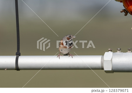 機器の上で羽を休めるホオアカ　宮城県名取市 128379071