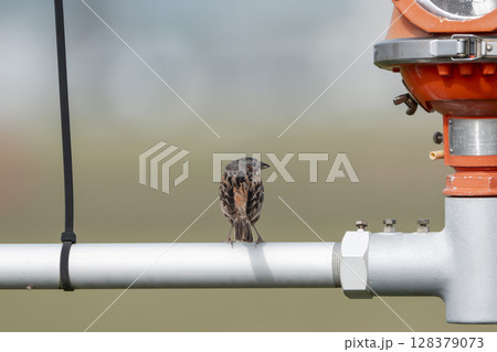 機器の上で羽を休めるホオアカ 宮城県名取市 機器の上で羽を休めるホオアカ 宮城県名取市 128379073