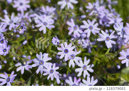 Creeping Phlox Fabulous Blue Dark Centre 128379081