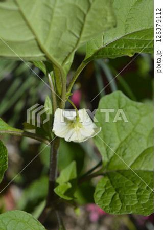 Bladder cherry Bladder cherry 128379112