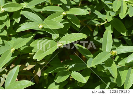 Aarons beard 128379120