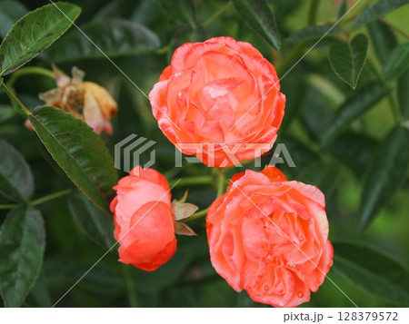 バラのある風景 128379572