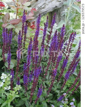 サルビアネモローサのある風景 サルビアネモローサのある風景 128379573