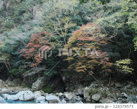 ヒトリシズカのある風景 128379575