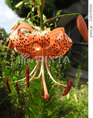 夏のイメージ「オニユリ」の花 128379592