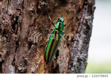 木に止まるヤマトタマムシ 木に止まるヤマトタマムシ 128379603