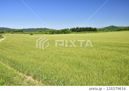 夏の北海道厚沢部町で麦畑の風景を撮影 夏の北海道厚沢部町で麦畑の風景を撮影 128379616