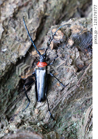 木に止まるクビアカツヤカミキリ 128379777