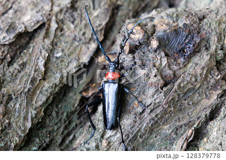 木に止まるクビアカツヤカミキリ 128379778
