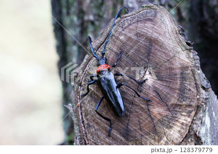 木に止まるクビアカツヤカミキリ 128379779