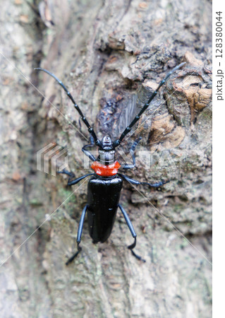 木に止まるクビアカツヤカミキリ 木に止まるクビアカツヤカミキリ 128380044