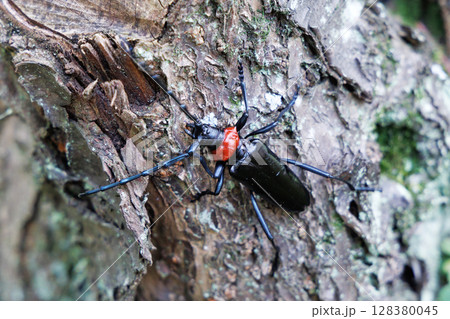 木に止まるクビアカツヤカミキリ 128380045