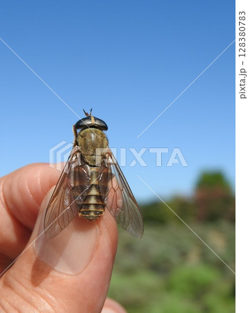 ヤマトアブ ヤマトアブ 128380783