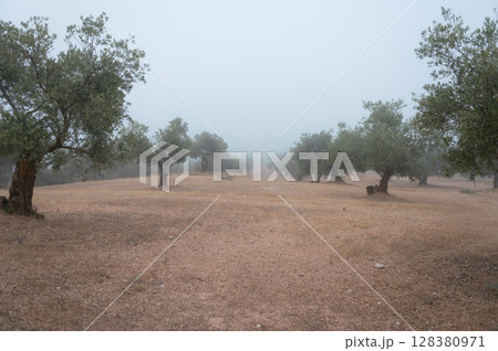 Tranquil Olive Grove Landscape on a Misty Morning Capturing Nature s Serenity 128380971
