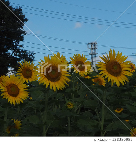 太陽に向かって 太陽に向かって 128380983