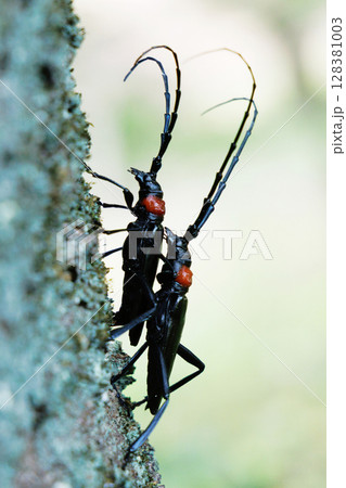 クビアカツヤカミキリの交尾 128381003