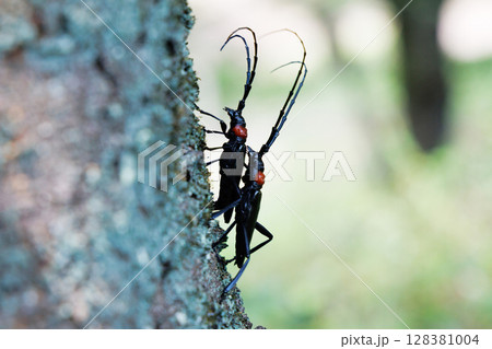 クビアカツヤカミキリの交尾 クビアカツヤカミキリの交尾 128381004