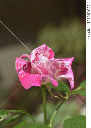 Rose Pink Tiger 128381057