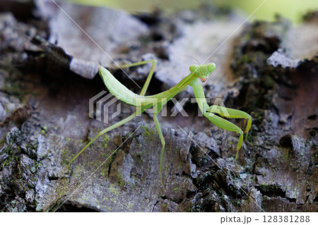 カマキリの幼虫 128381288